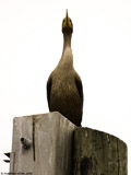 Double Crested Cormorant
