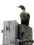 Double Crested Cormorant