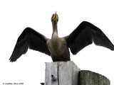 Double Crested Cormorant