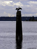 Double Crested Cormorant