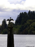 Double Crested Cormorant