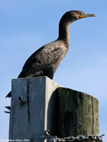 Double Crested Cormorant