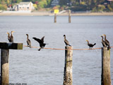 Double Crested Cormorants