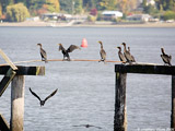 Double Crested Cormorants
