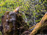 Red Fox