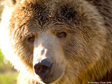 Kodiak Bear