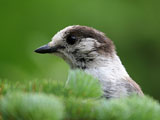 Gray Jay