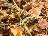Common Garter Snake