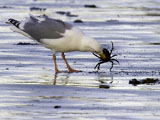 California Gull