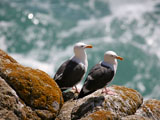 California Gulls