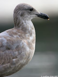 Juvenile Western Gull