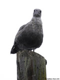 Western Gull