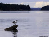 Western Gull
