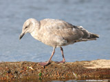 Western Gull