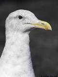 Juvenile Western Gull