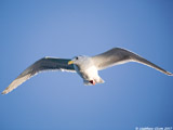Gull