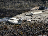 Harbor Seals