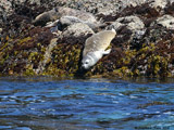 Harbor Seals