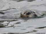 Harbor Seal