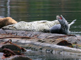 Harbor Seals