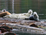 Harbor Seals