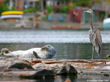 Harbor Seals