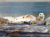 Harbor Seal Pup