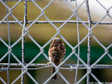 House Sparrow