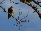 Red Tailed Hawk