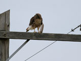 Red Tailed Hawk