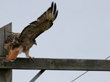 Red Tailed Hawk