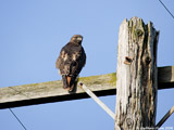 Red Tailed Hawk