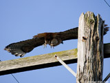 Red Tailed Hawk