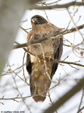 Red Tailed Hawk