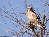 Rough Legged Hawk