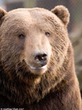 Brown Bear
