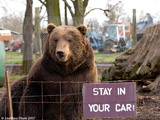 Brown Bear