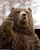 Brown Bear