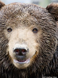 Brown Bear