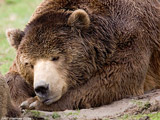 Brown Bear