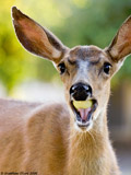Mule Deer
