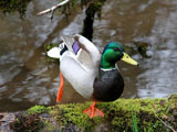 Male Mallard