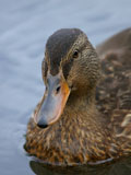 Juvenile Mallard