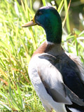 Male Mallard