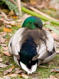 Male Mallard