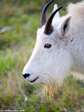 Mountain Goat