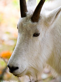 Mountain Goat