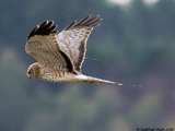 Northern Harrier