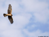 Northern Harrier