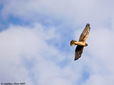Northern Harrier